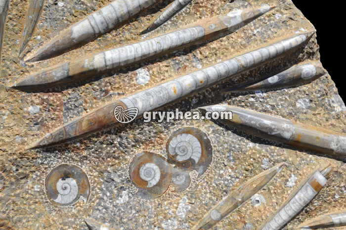 Orthoceras - gryphea.com